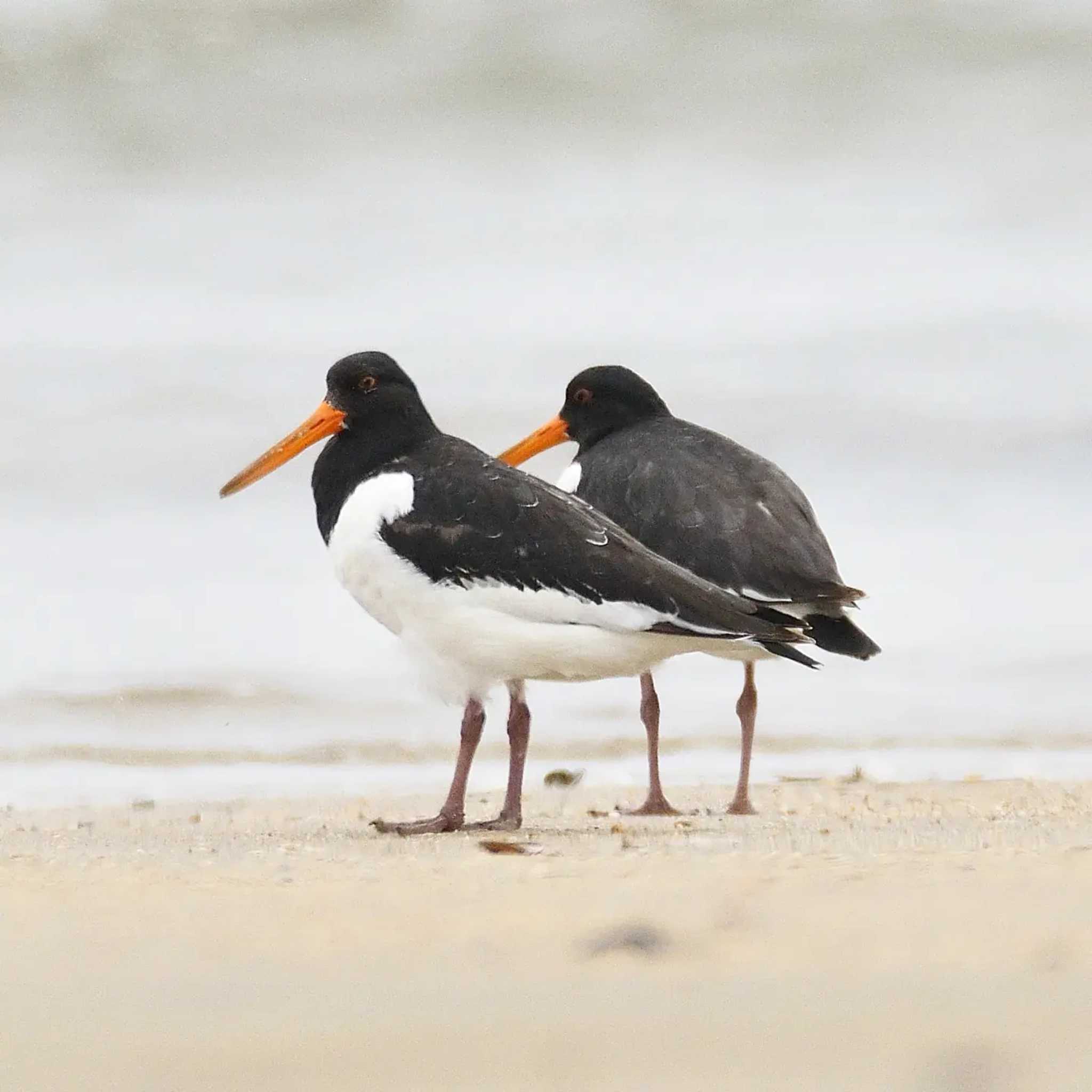 Photo of Eurasian Oystercatcher at 高松干潟(四日市) by よつくん