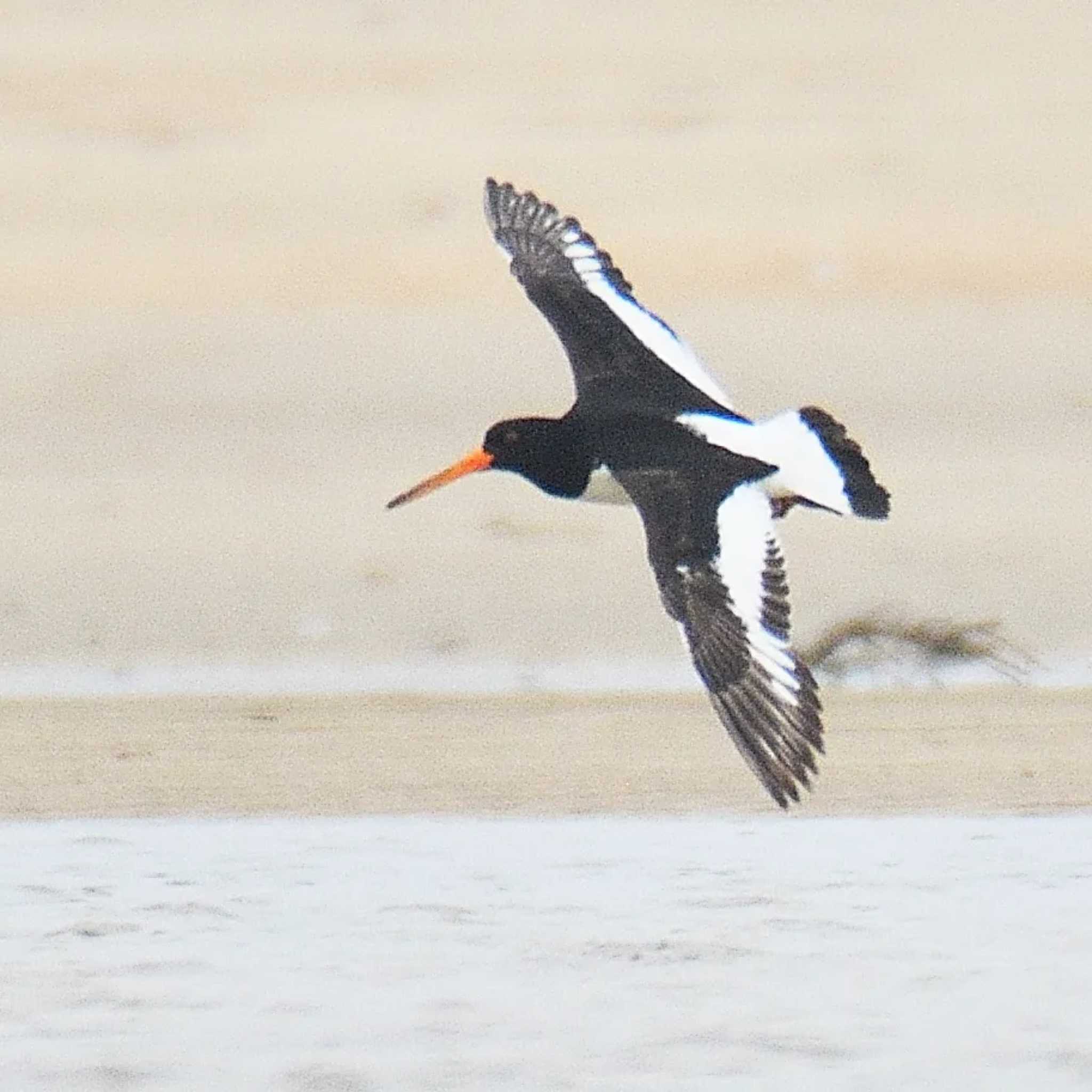 Photo of Eurasian Oystercatcher at 高松干潟(四日市) by よつくん