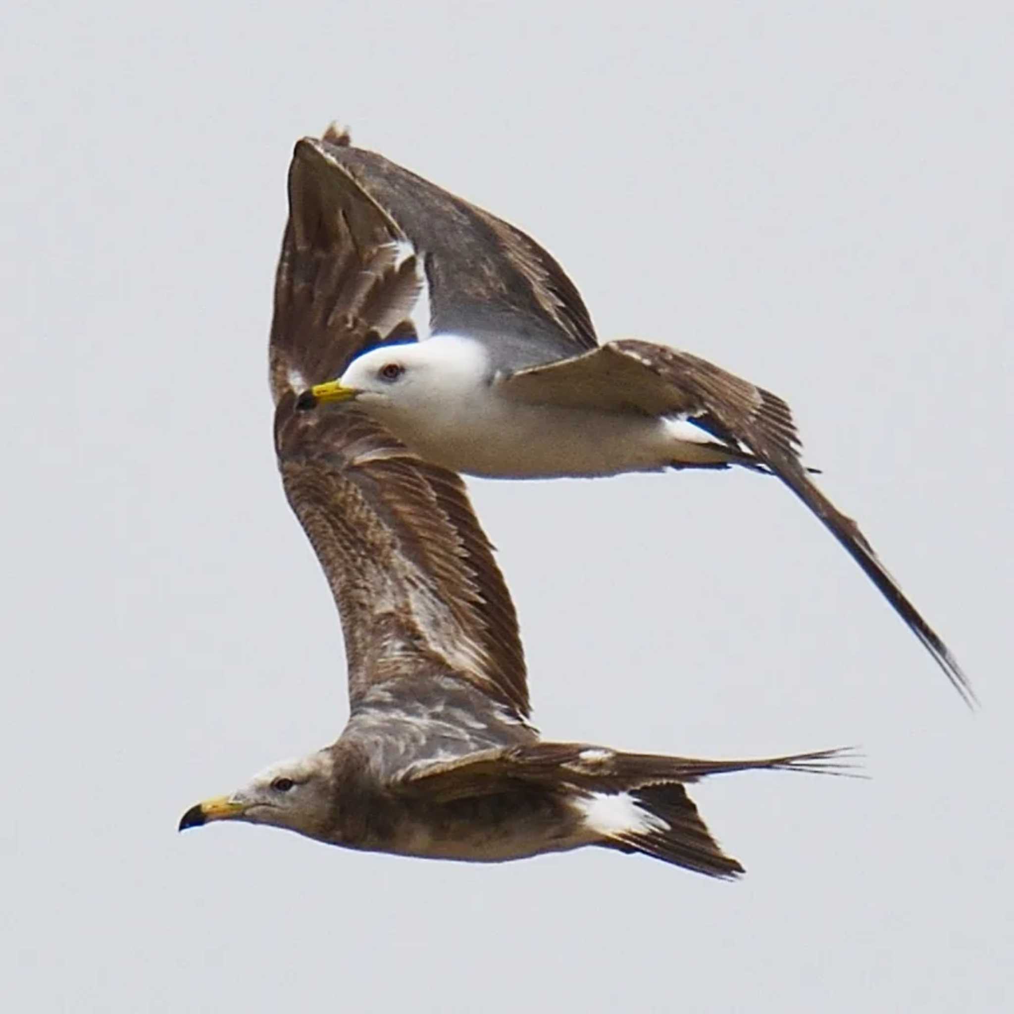 Photo of Black-tailed Gull at 高松干潟(四日市) by よつくん