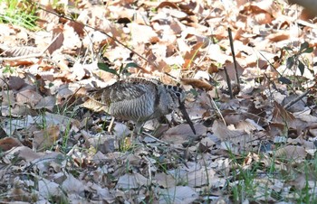 ヤマシギ 舞岡公園 2018年1月3日(水)