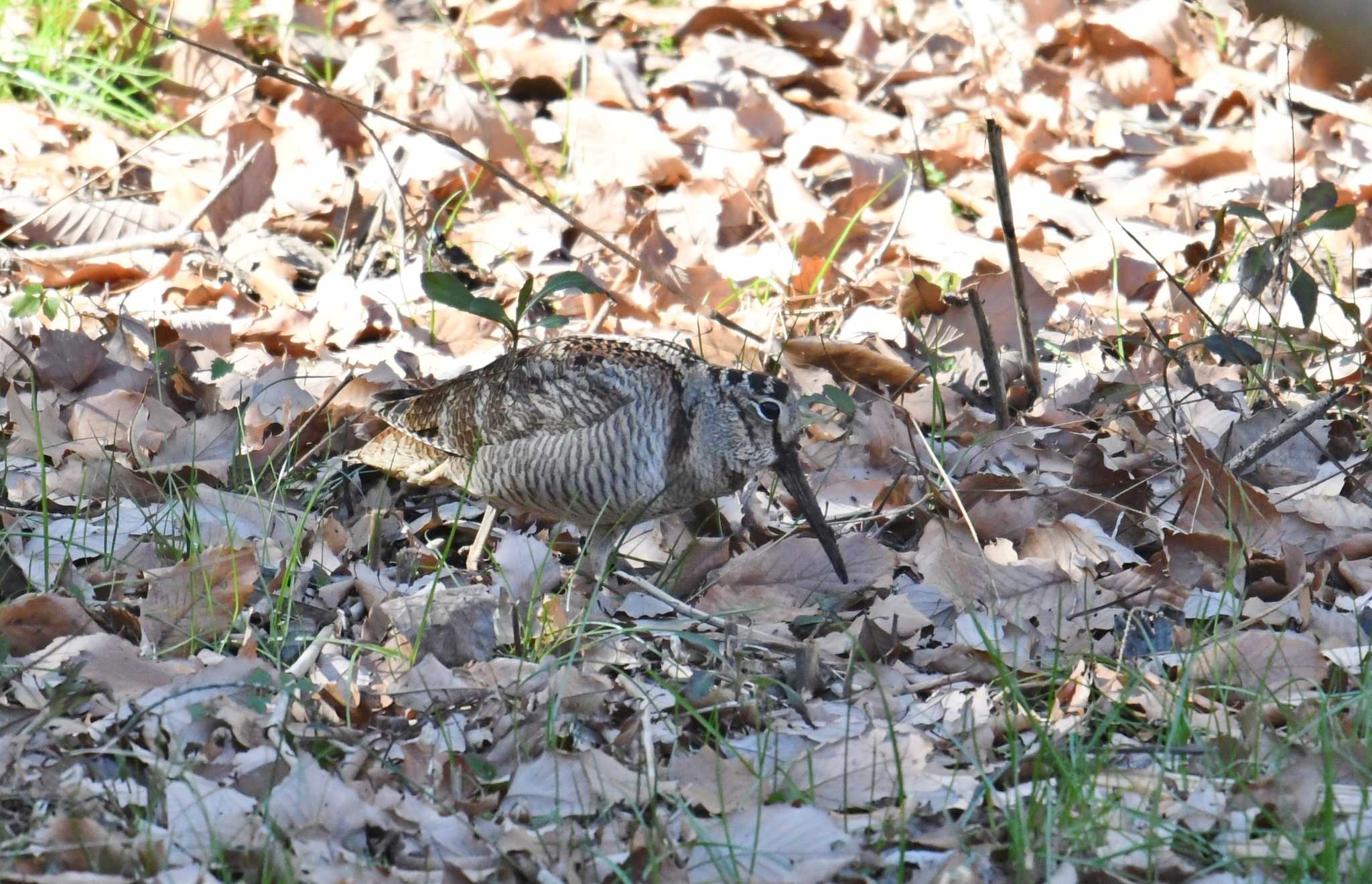 舞岡公園 ヤマシギの写真 by あひる