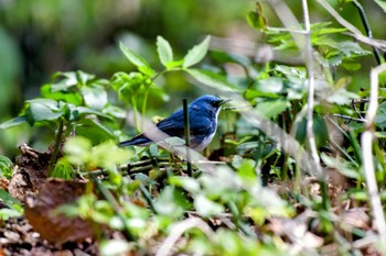 Siberian Blue Robin 千歳市 Sat, 6/4/2022