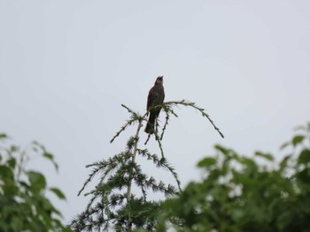 Brown-eared Bulbul 横十間川親水公園・仙台堀川公園（東京都江東区） Sat, 6/11/2022