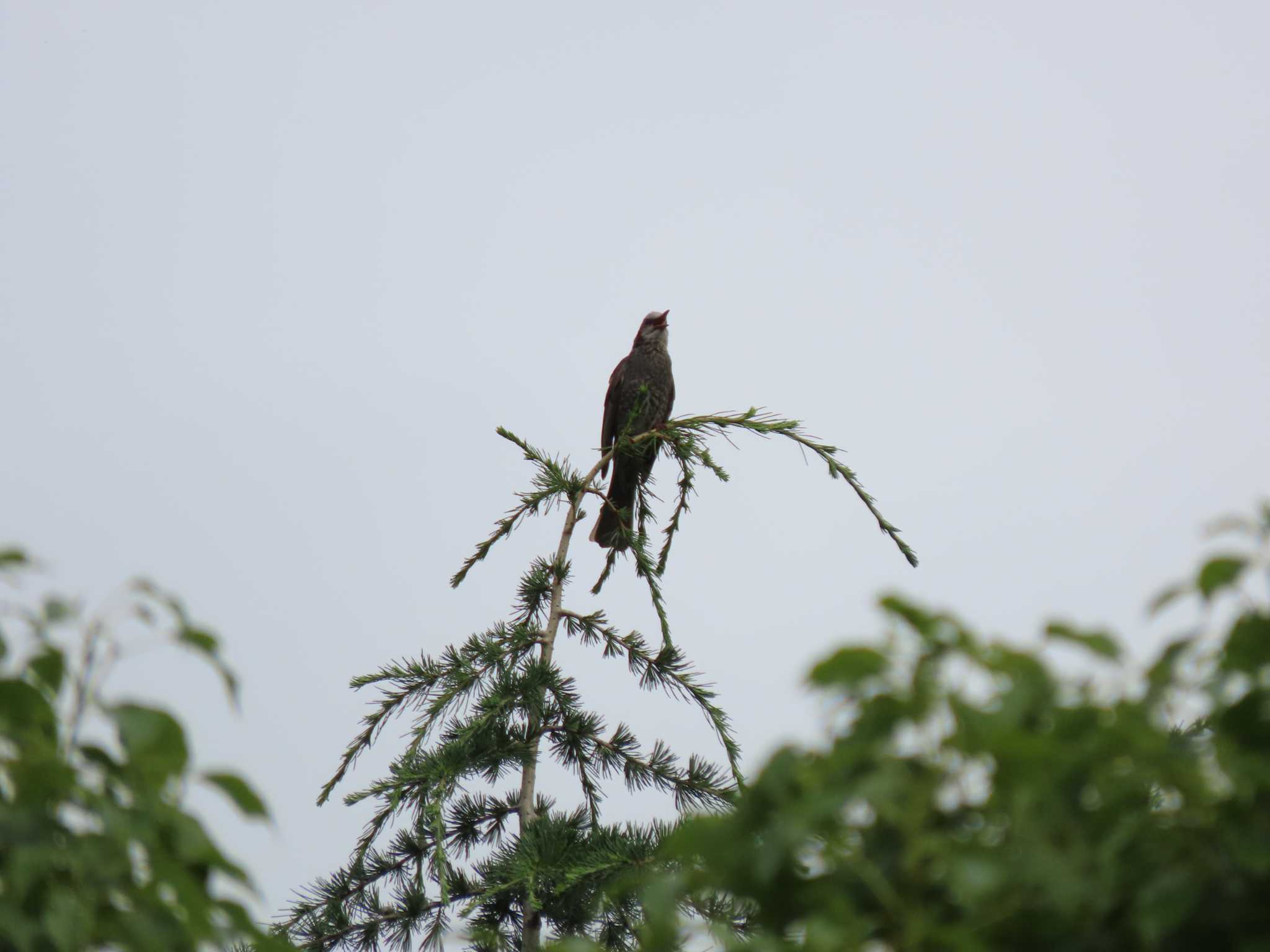 Photo of Brown-eared Bulbul at 横十間川親水公園・仙台堀川公園（東京都江東区） by のぐち