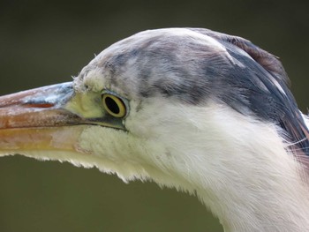 Grey Heron 横十間川親水公園・仙台堀川公園（東京都江東区） Sat, 6/11/2022