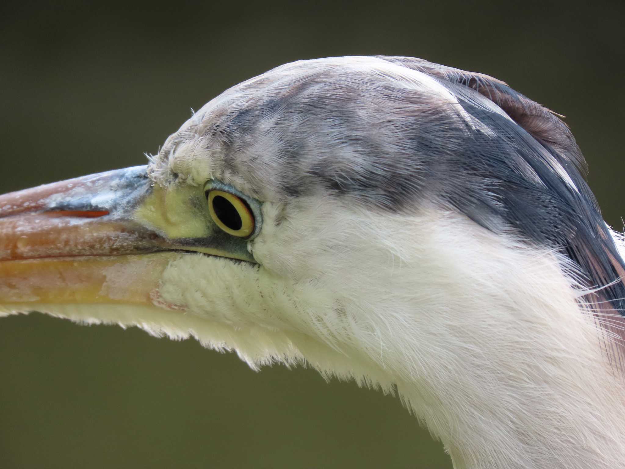 Photo of Grey Heron at 横十間川親水公園・仙台堀川公園（東京都江東区） by のぐち