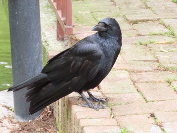 Carrion Crow 横十間川親水公園・仙台堀川公園（東京都江東区） Sat, 6/11/2022