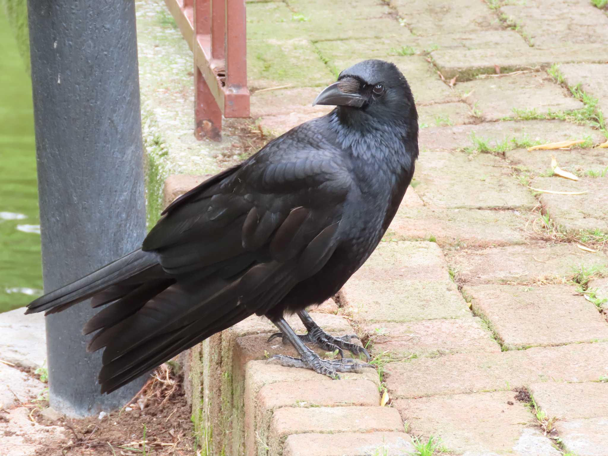 Carrion Crow