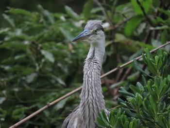 Grey Heron 横十間川親水公園・仙台堀川公園（東京都江東区） Sat, 6/11/2022