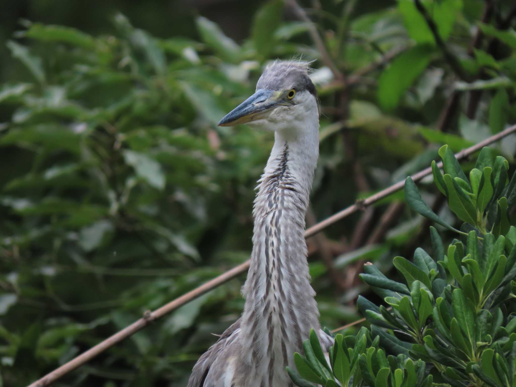 Photo of Grey Heron at 横十間川親水公園・仙台堀川公園（東京都江東区） by のぐち