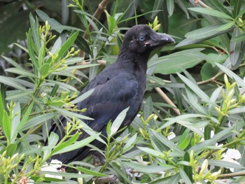 ハシブトガラス 横十間川親水公園・仙台堀川公園（東京都江東区） 2022年6月11日(土)