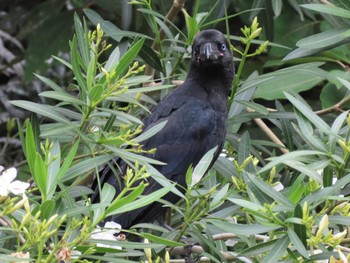 Large-billed Crow 横十間川親水公園・仙台堀川公園（東京都江東区） Sat, 6/11/2022