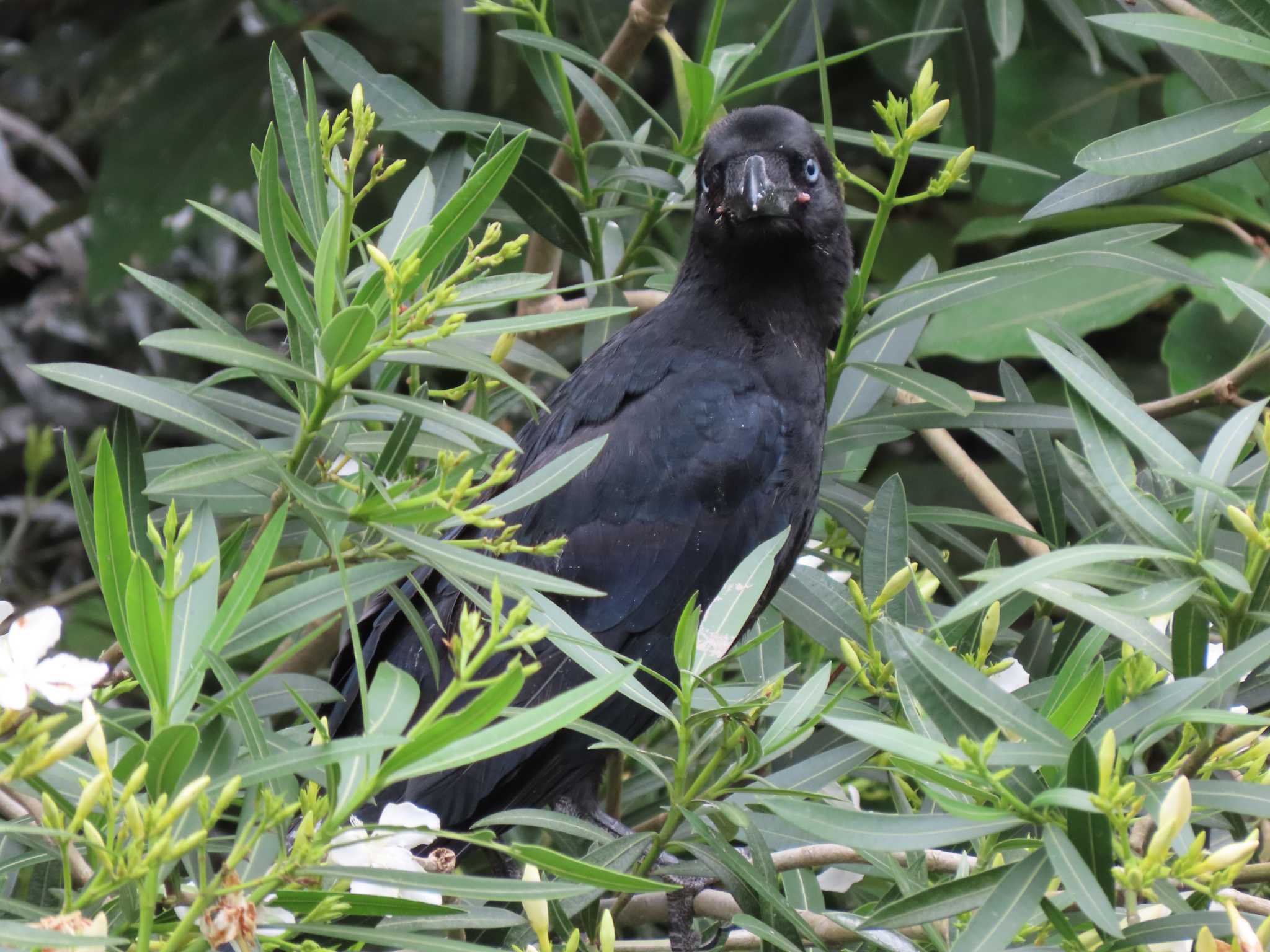 Photo of Large-billed Crow at 横十間川親水公園・仙台堀川公園（東京都江東区） by のぐち