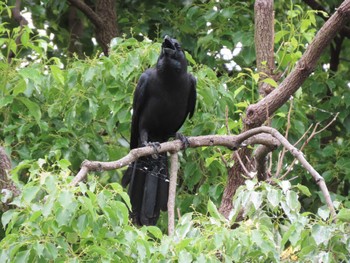 Large-billed Crow 横十間川親水公園・仙台堀川公園（東京都江東区） Sat, 6/11/2022