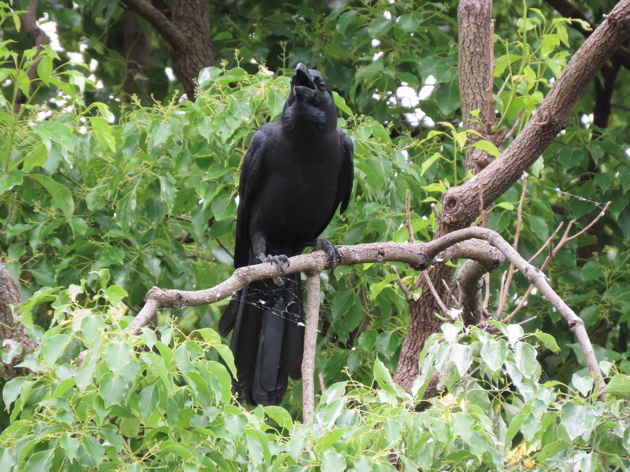 Photo of Large-billed Crow at 横十間川親水公園・仙台堀川公園（東京都江東区） by のぐち