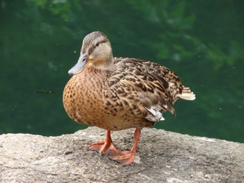 マガモ 横十間川親水公園・仙台堀川公園（東京都江東区） 2022年6月11日(土)