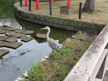 Grey Heron 横十間川親水公園・仙台堀川公園（東京都江東区） Sat, 6/11/2022