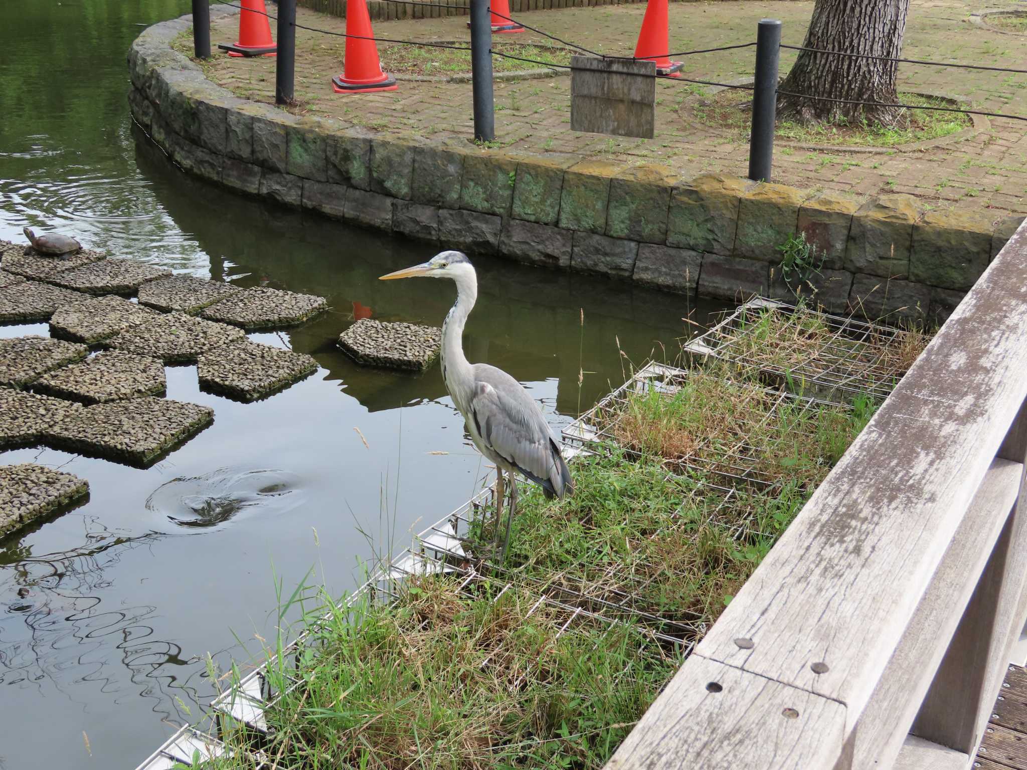 横十間川親水公園・仙台堀川公園（東京都江東区） アオサギの写真 by のぐち