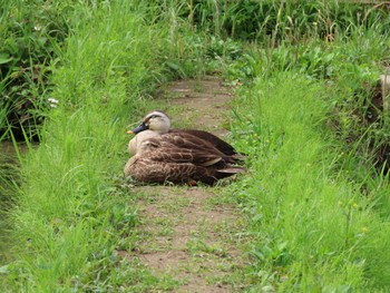 Eastern Spot-billed Duck 横十間川親水公園・仙台堀川公園（東京都江東区） Sat, 6/11/2022