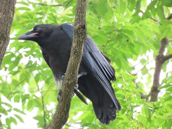 Large-billed Crow 猿江恩賜公園 Sat, 6/11/2022