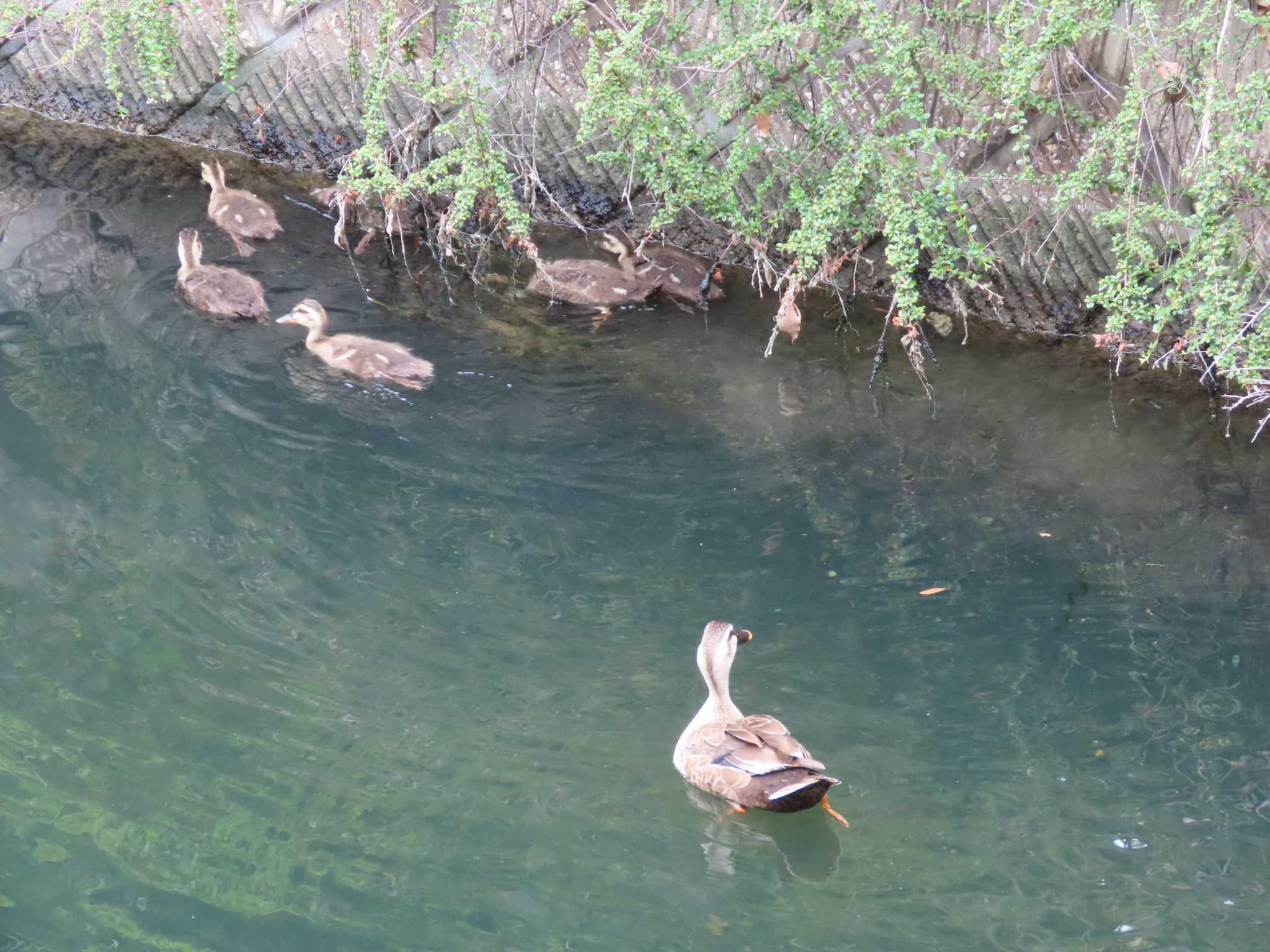 Eastern Spot-billed Duck