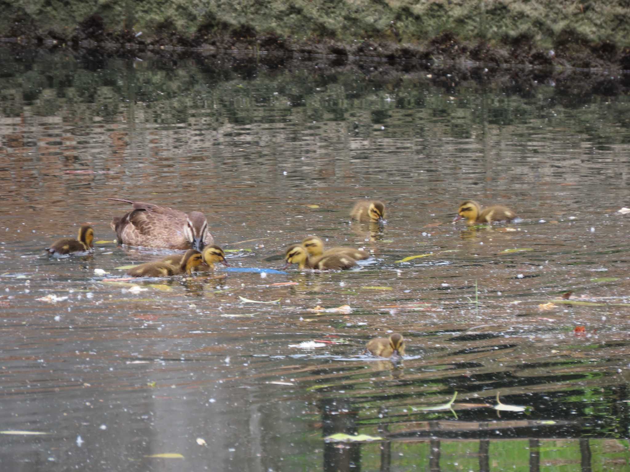 Eastern Spot-billed Duck