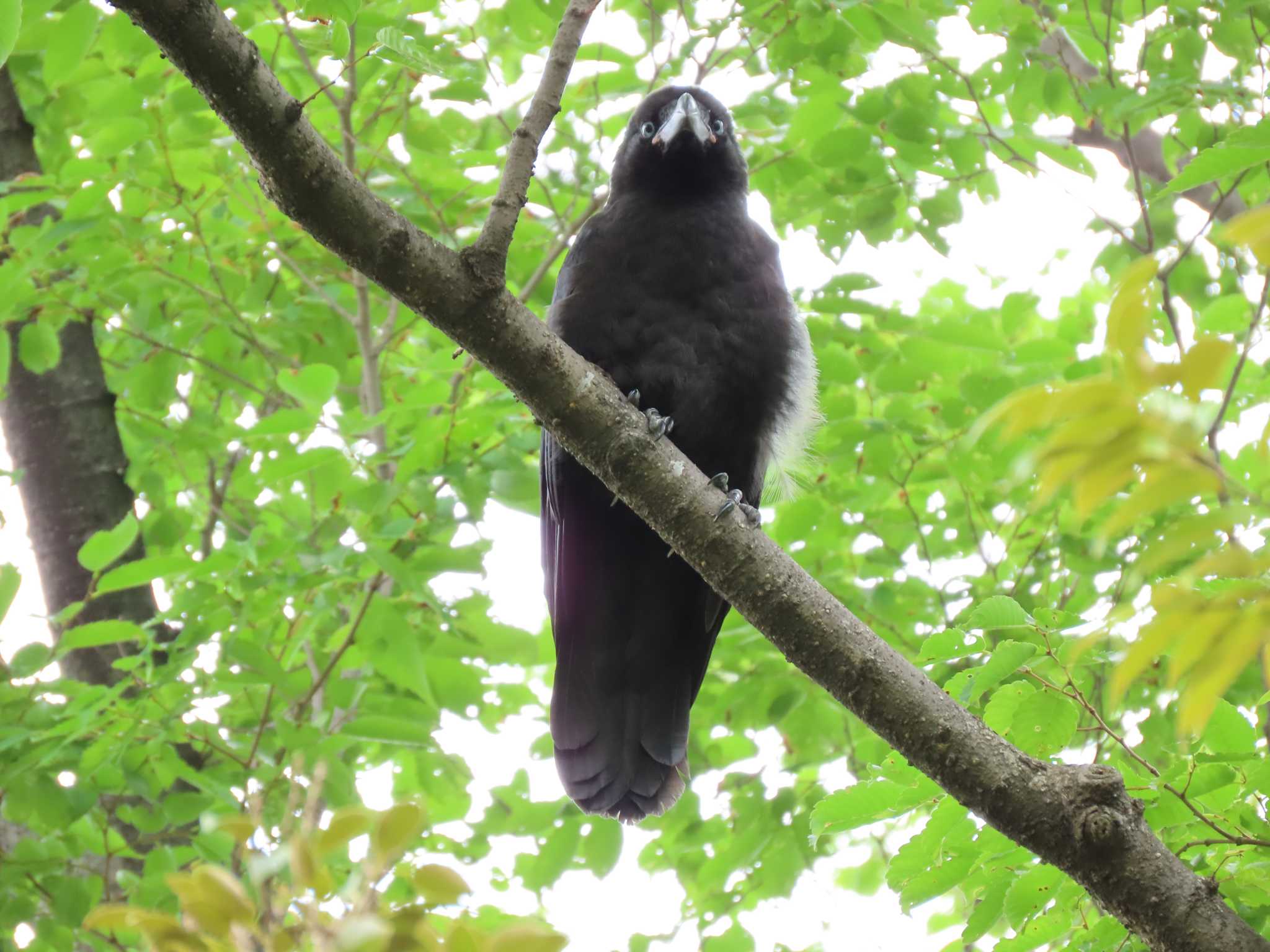 Photo of Large-billed Crow at 猿江恩賜公園 by のぐち