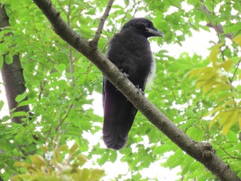 Large-billed Crow 猿江恩賜公園 Sat, 6/11/2022