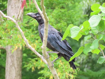 Large-billed Crow 猿江恩賜公園 Sat, 6/11/2022