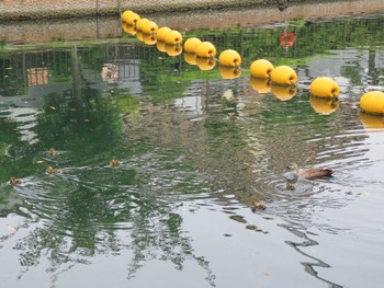 カルガモ 横十間川親水公園・仙台堀川公園（東京都江東区） 2022年6月11日(土)