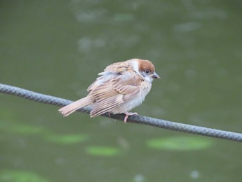 Eurasian Tree Sparrow 横十間川親水公園・仙台堀川公園（東京都江東区） Sat, 6/11/2022