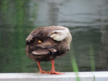 カルガモ 横十間川親水公園・仙台堀川公園（東京都江東区） 2022年6月14日(火)