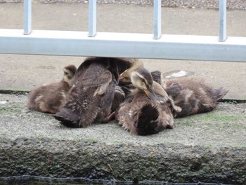 カルガモ 横十間川親水公園・仙台堀川公園（東京都江東区） 2022年6月14日(火)