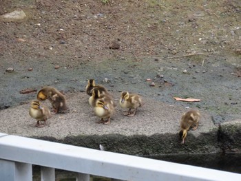 カルガモ 横十間川親水公園・仙台堀川公園（東京都江東区） 2022年6月14日(火)