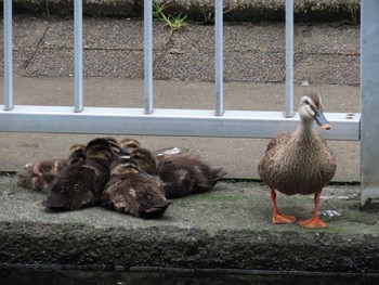 カルガモ 横十間川親水公園・仙台堀川公園（東京都江東区） 2022年6月14日(火)