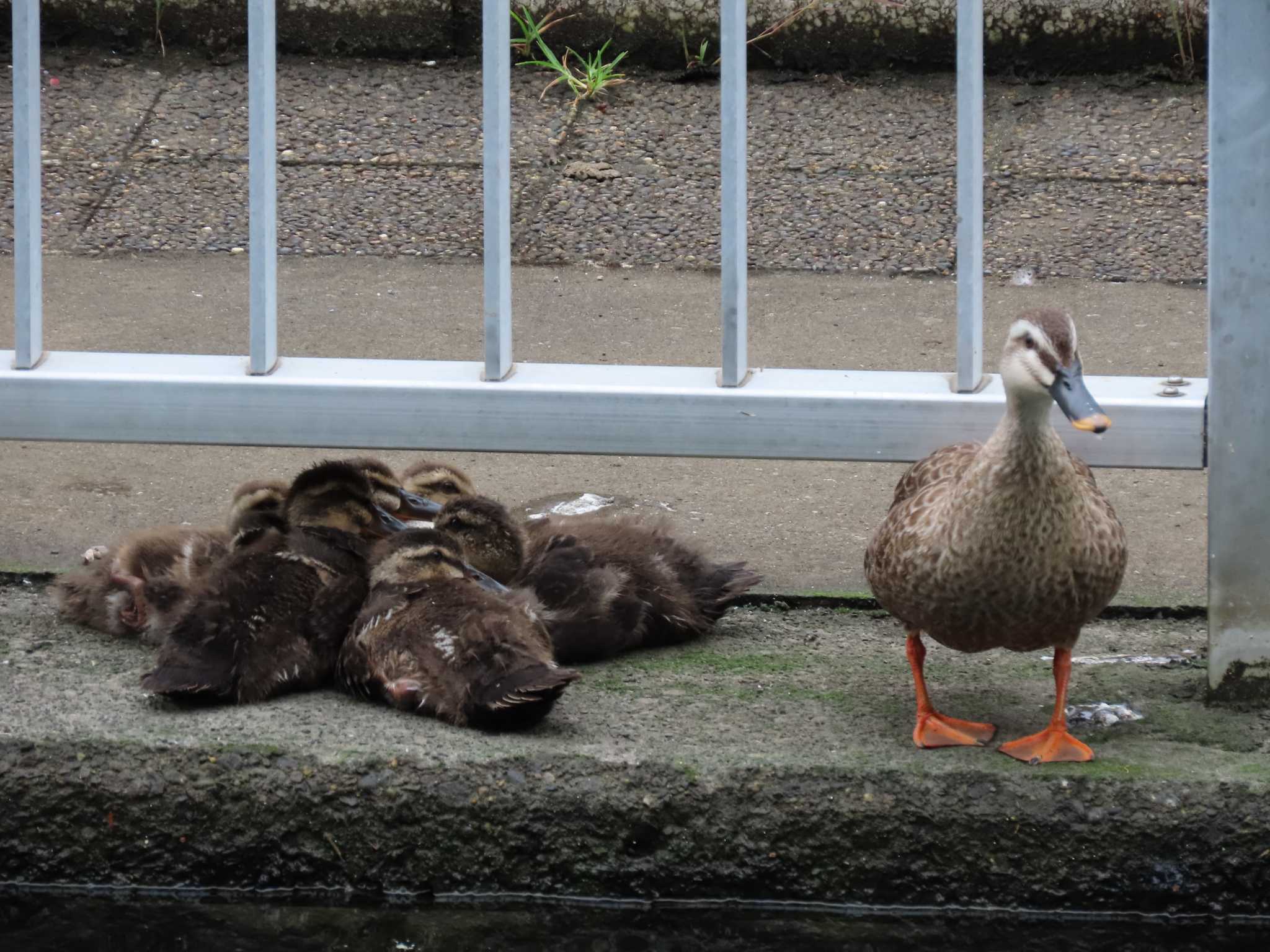 横十間川親水公園・仙台堀川公園（東京都江東区） カルガモの写真 by のぐち