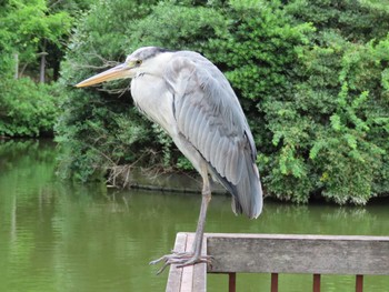 アオサギ 横十間川親水公園・仙台堀川公園（東京都江東区） 2022年6月14日(火)