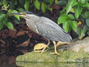 2022年6月18日(土) 都立浮間公園の野鳥観察記録