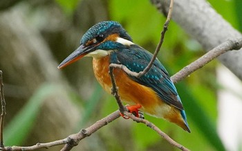 2022年6月18日(土) 千里南公園の野鳥観察記録