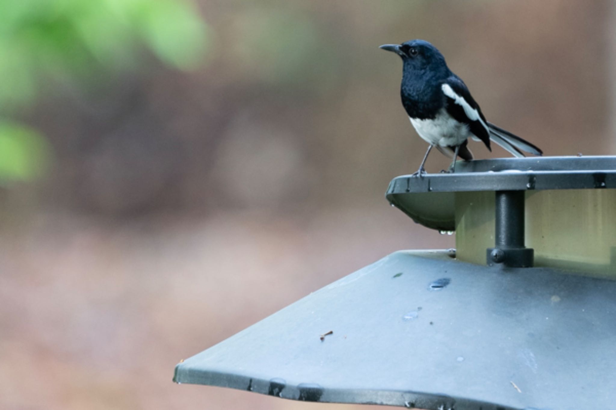 Oriental Magpie-Robin