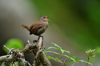 Eurasian Wren 佐久市大河原峠付近 Fri, 6/17/2022