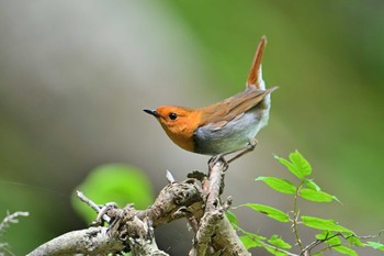 Japanese Robin 佐久市大河原峠付近 Fri, 6/17/2022