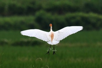 アマサギ 大久保農耕地 2022年6月18日(土)