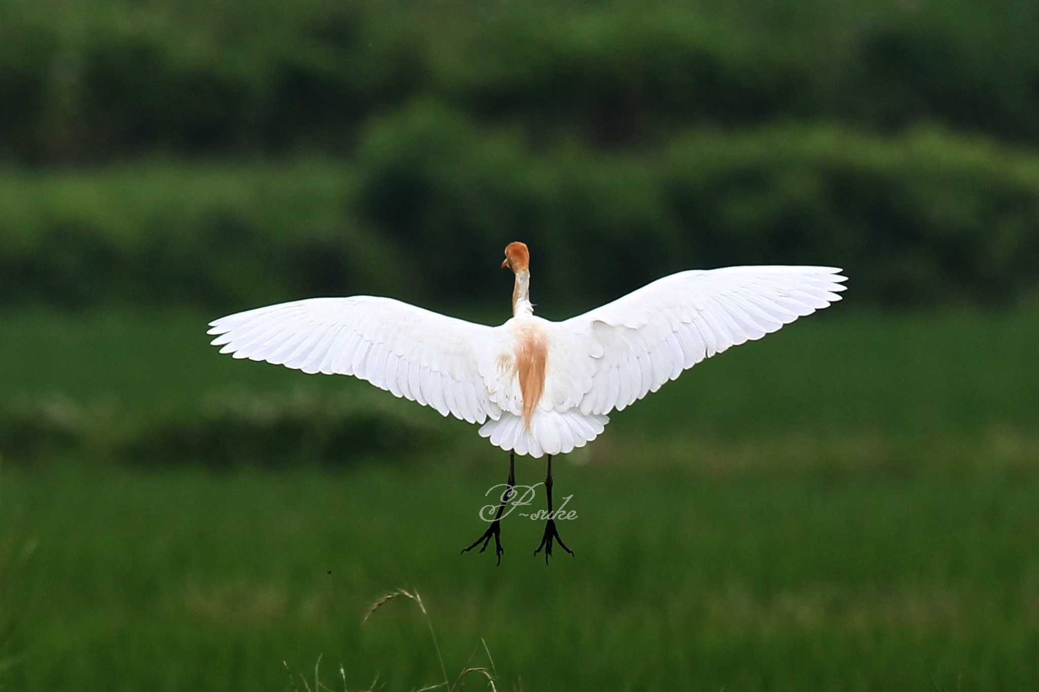 Photo of Eastern Cattle Egret at 大久保農耕地 by ピースケ