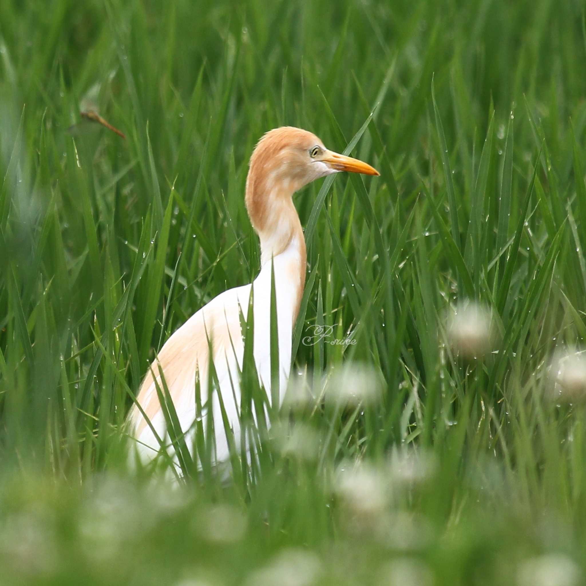 大久保農耕地 アマサギの写真