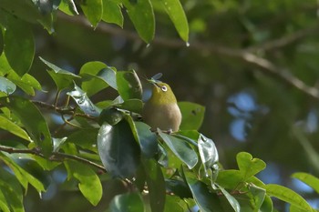 メジロ 奈良県馬見丘陵公園 2018年1月3日(水)