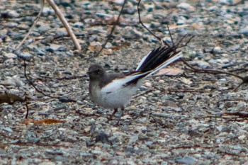 Japanese Wagtail 天竜川 Sat, 6/18/2022