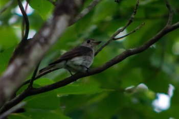 Asian Brown Flycatcher 静岡県立森林公園 Sat, 6/18/2022