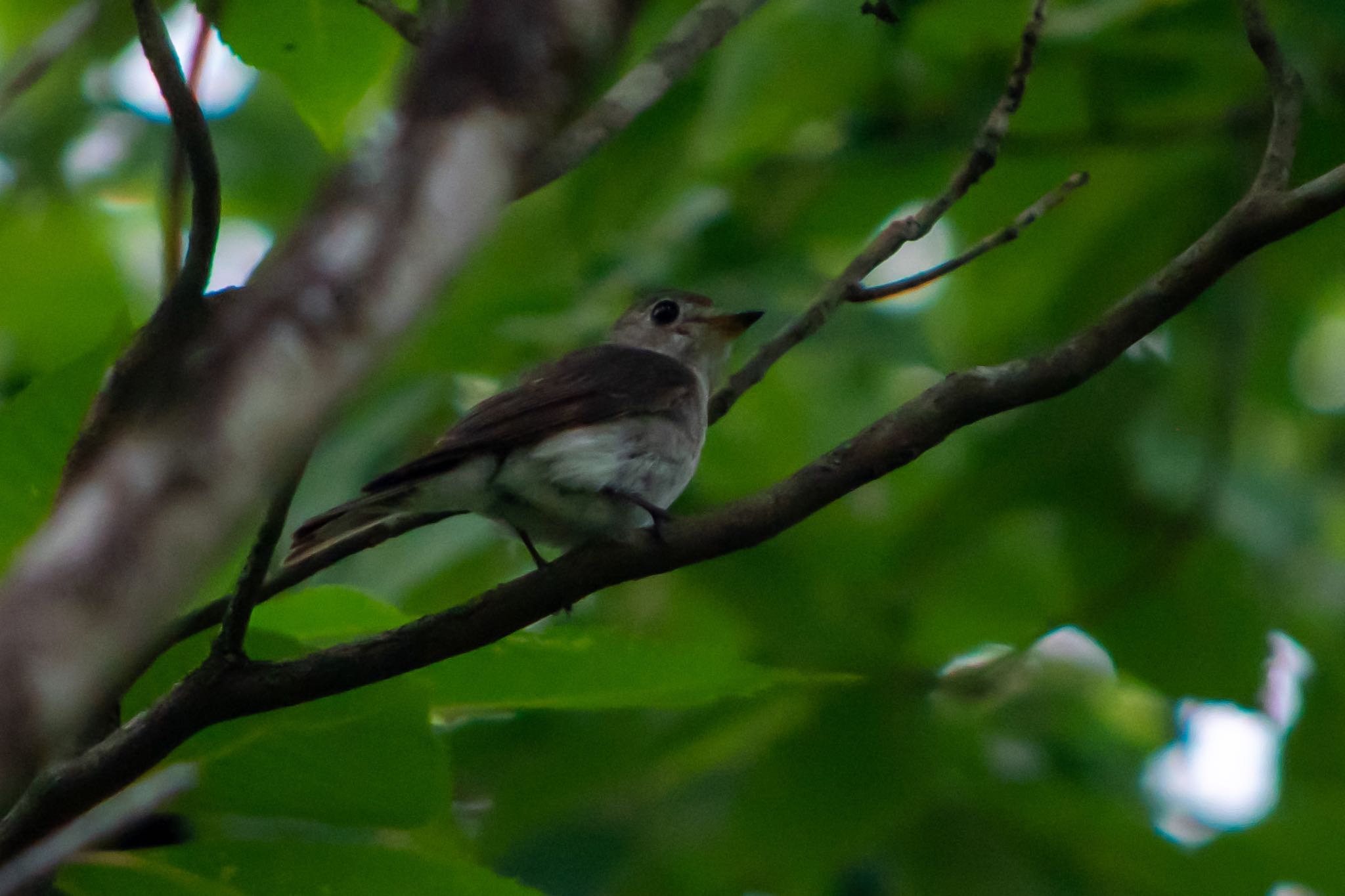 Photo of Asian Brown Flycatcher at 静岡県立森林公園 by はる