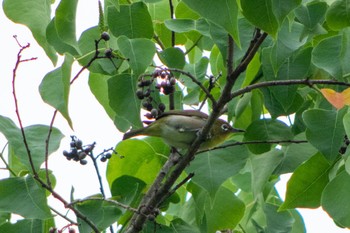 Warbling White-eye 静岡県立森林公園 Sat, 6/18/2022